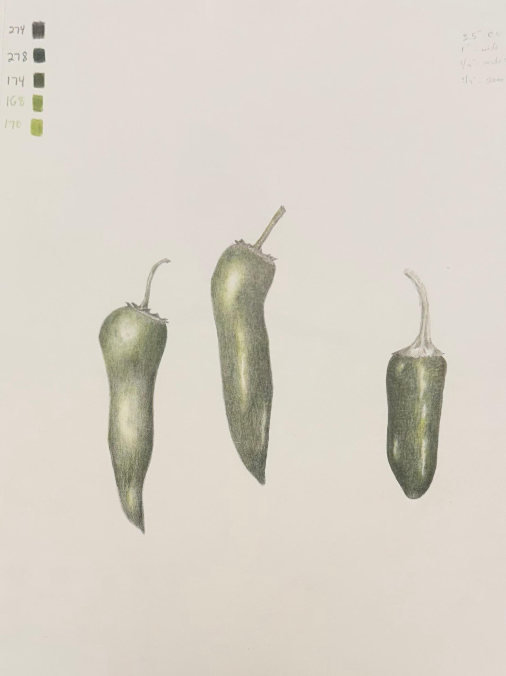 Drawing Botanicals with Graphite and Colored Pencil // All Levels // Thursday